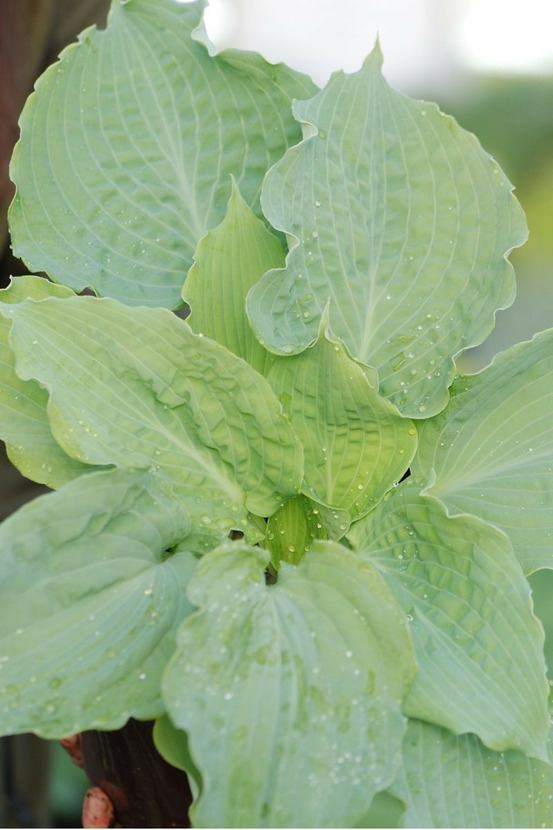 Hosta 'diamond lake' - en pot de 3 litres