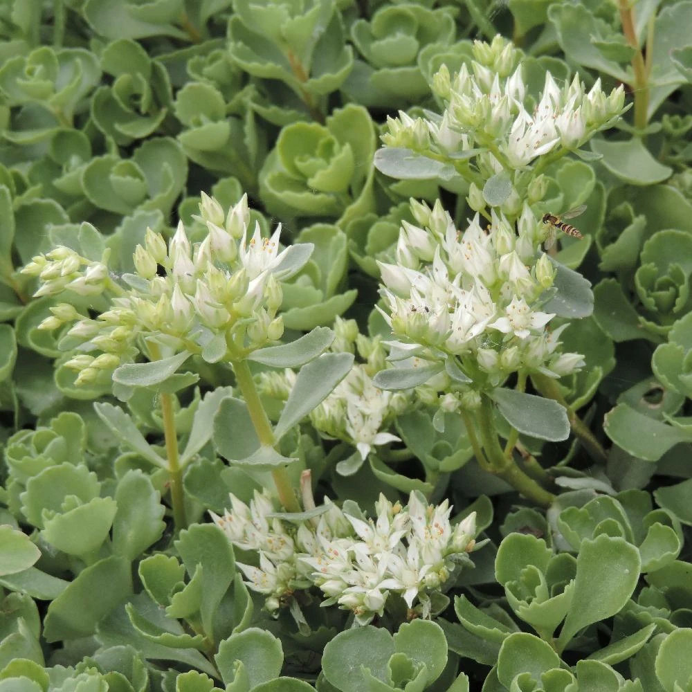 Orpin summer snow, sedum lot de 5 godets