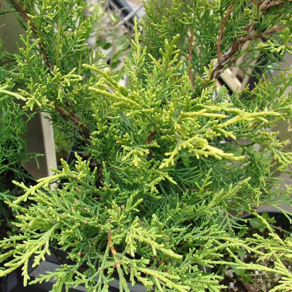 Genévrier 'old gold' pot de 7,5l/10l