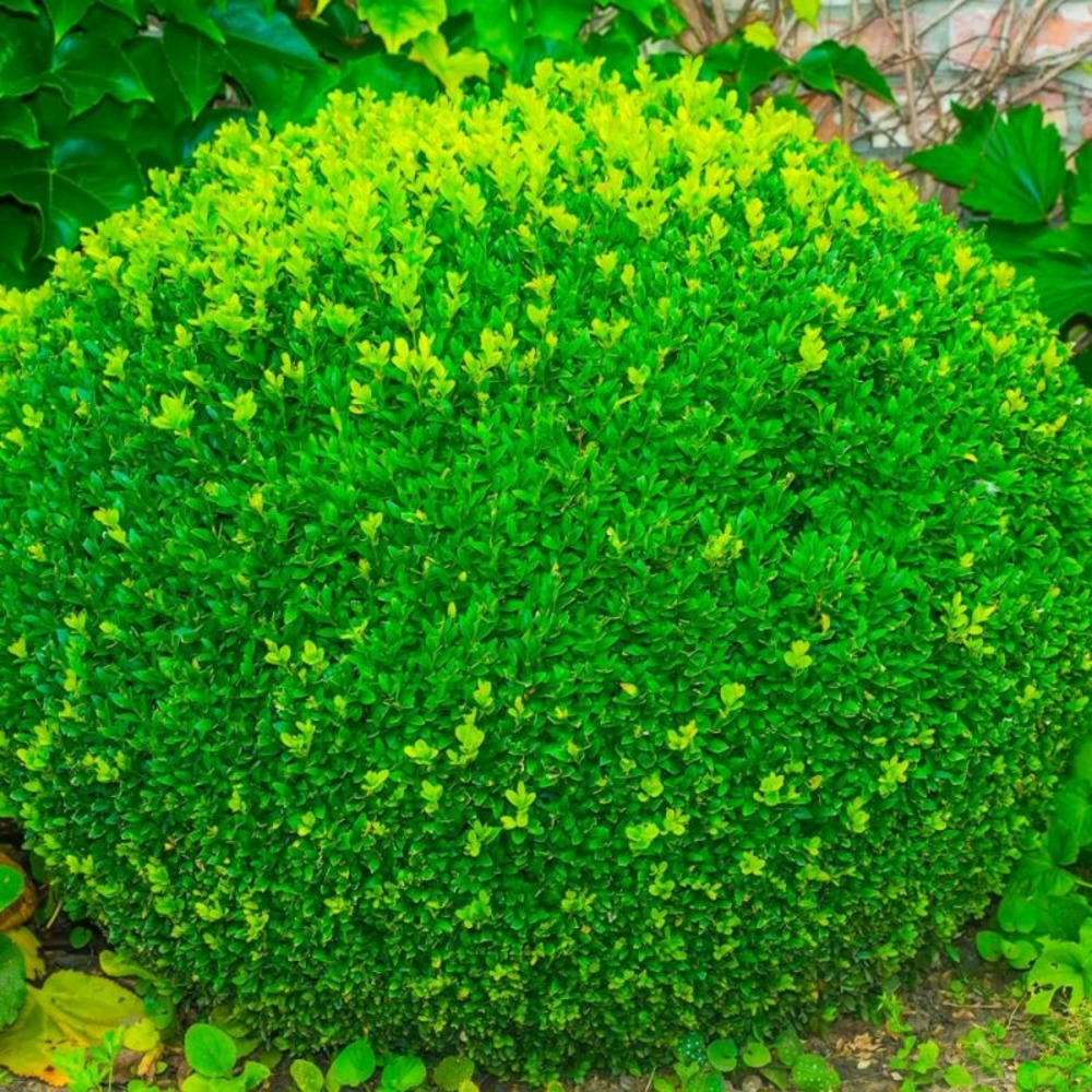 Buis à bordure nain 'suffruticosa nana' (buxus sempervirens 'suffruticosa nana')