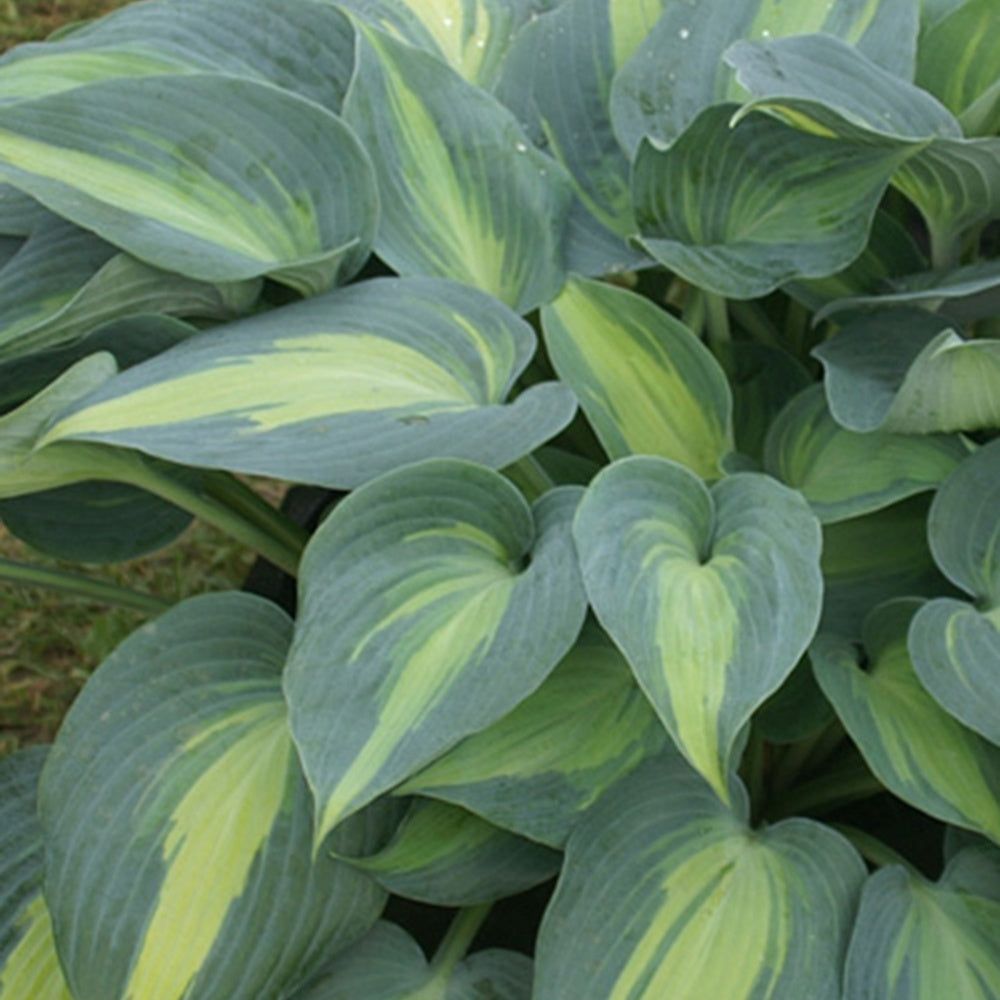Hosta catherine - le pot / 8cm | Truffaut