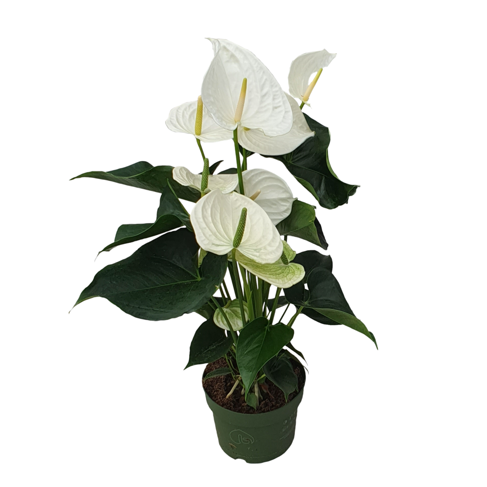 Langue de feu - anthurium 'alaska white' - hauteur 55-70cm - ø17cm
