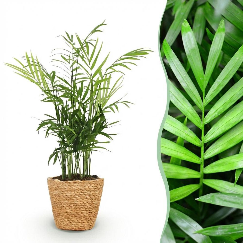 Chamaedorea elegans - pet-friendly - pot de 12cm - hauteur 15cm - plantes d'intérieur