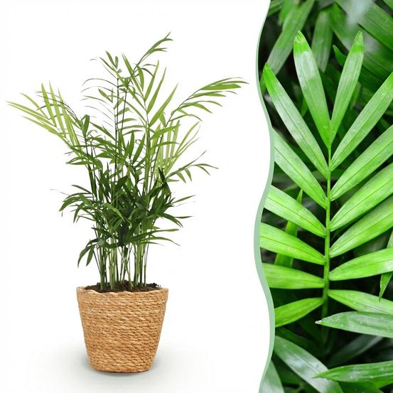 Chamaedorea elegans - pet-friendly - pot de 12cm - hauteur 15cm - plantes d'intérieur