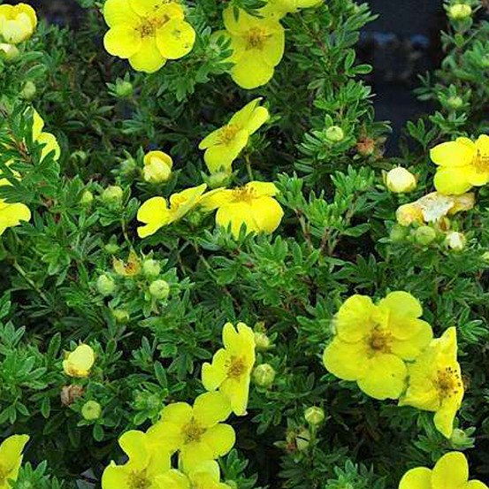 2 x potentille arbustive 'kobold' - potentilla fruticosa 'kobold' - 20-25 cm pot