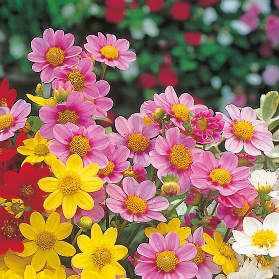 Dahlia top mix - rose 2 bulbes