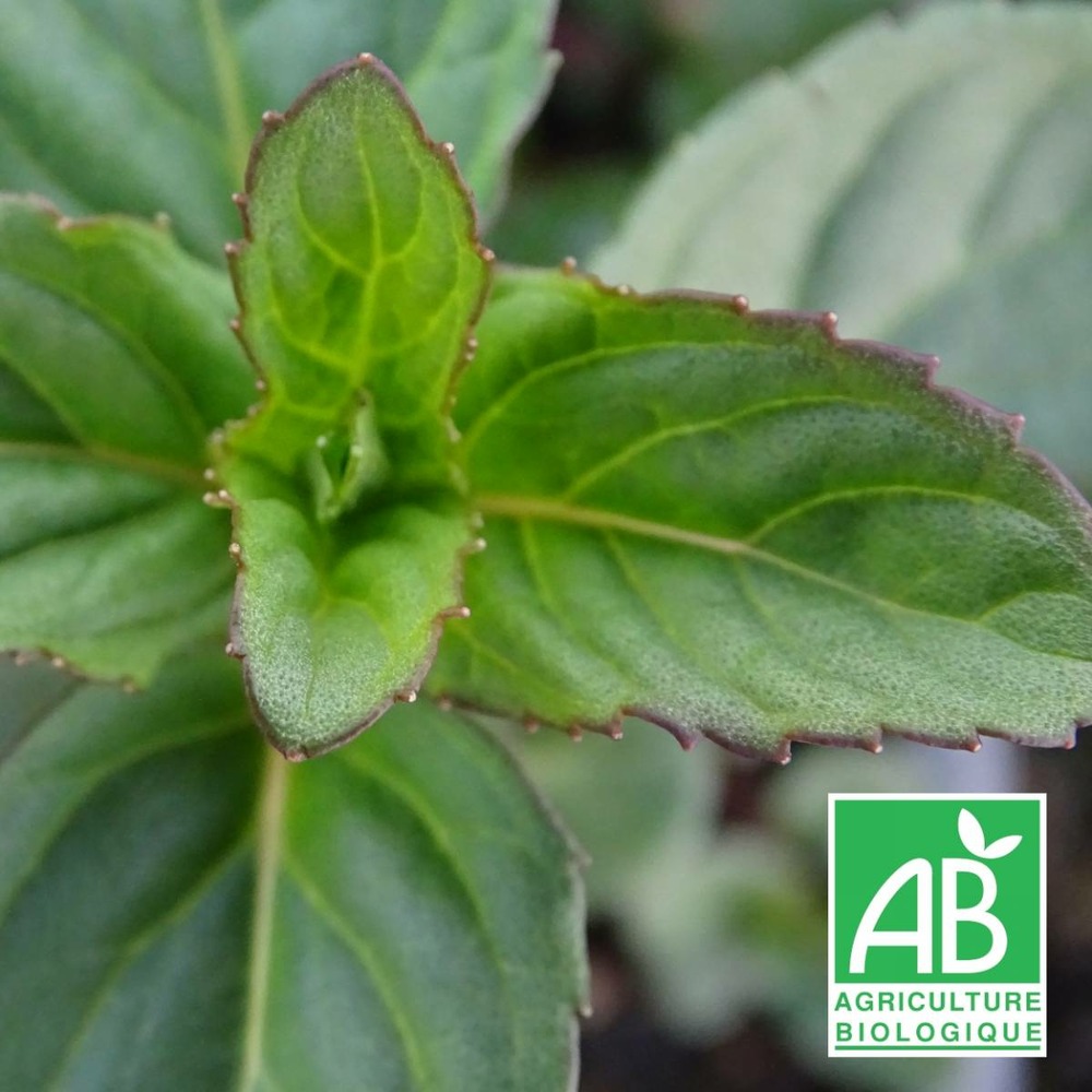 Menthe lavande bio/mentha x lavande[-]lot de 3 godets