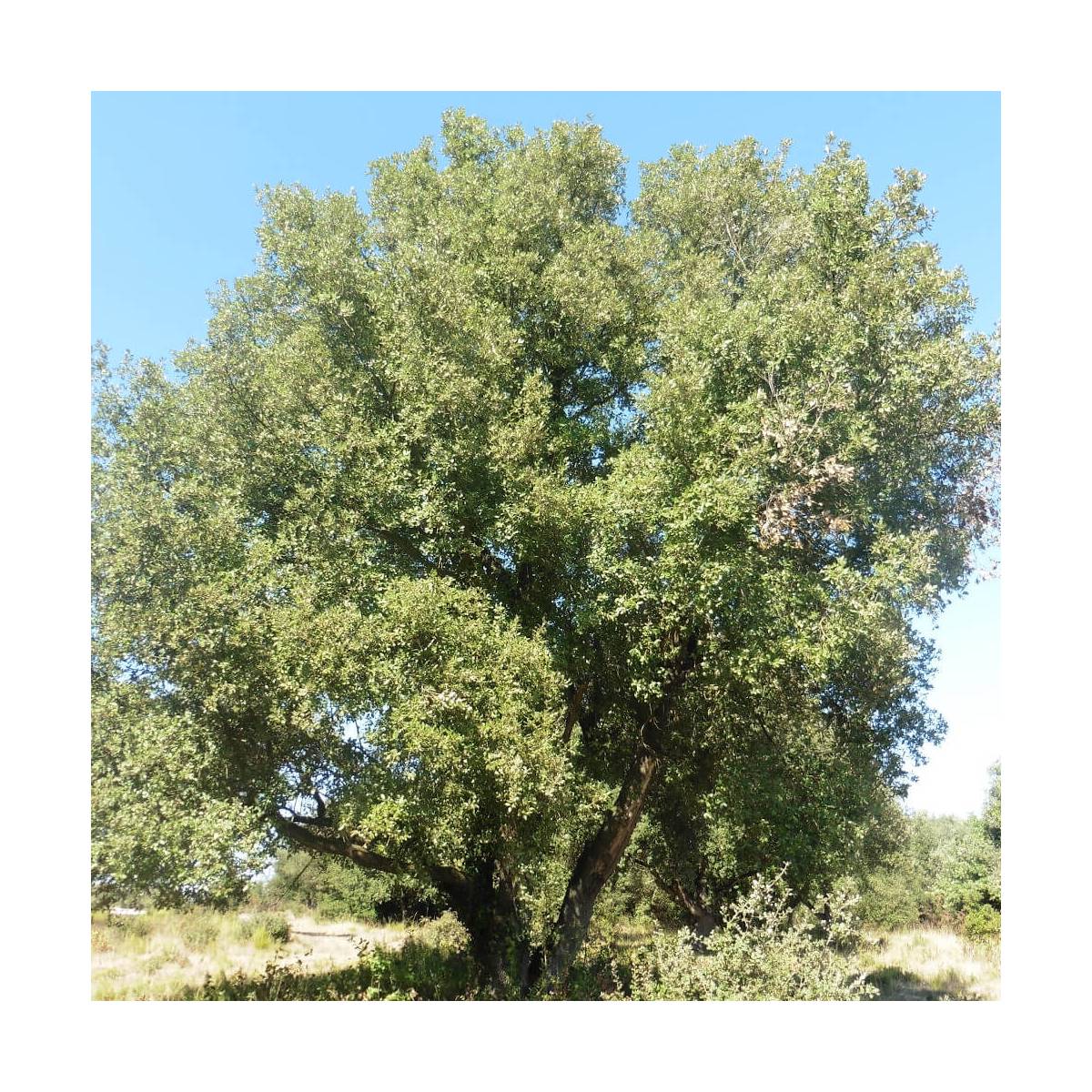 Chêne vert/quercus ilex[-]pot de 7,5l - 60/80 cm