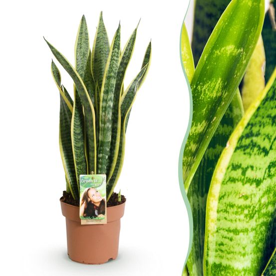 Sansevieria laurentii - plantes d'intérieur