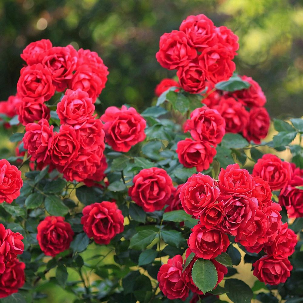 Rosier couvre-sol 'the fairy' rouge (rosa polyantha) - rosier rouge remontant - pot 12 cm - hauteur 20-25 cm - plante d'extérieur