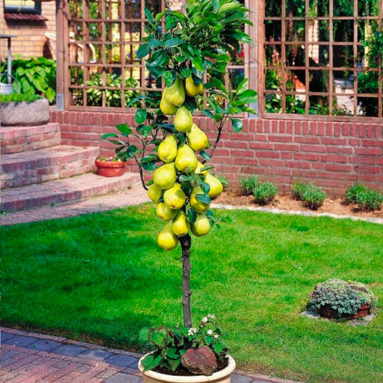 Arbre fruitier colonnaire poirier - 80/100 cm de hauteur - pour pots et pleine terre - idéal pour balcon, terrasse, petit jardin