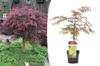 Acer palmatum 'garnet' - érable japonais - pot 19cm - hauteur 60-70cm
