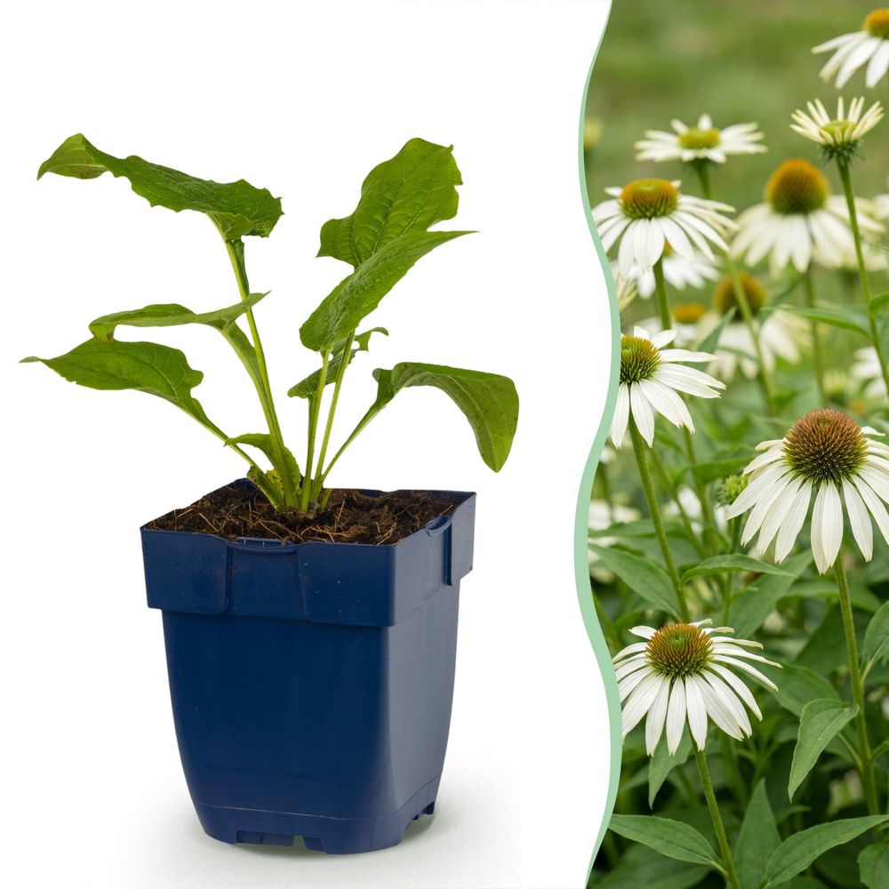 Échinacée 'alba' - lot de 12 - pot 11 cm - hauteur 25 cm
