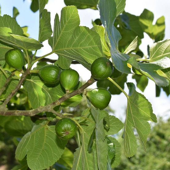 Figuier col de dame blanche, ficus carica pot de 3l - 30/60 cm