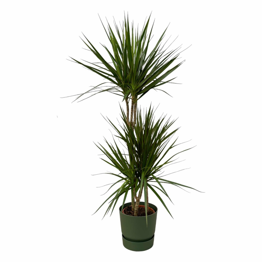 Dracaena marginata et son pot vert avec reservoir - hauteur 120cm