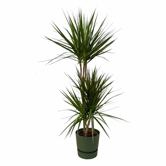 Dracaena marginata et son pot vert avec reservoir - hauteur 120cm