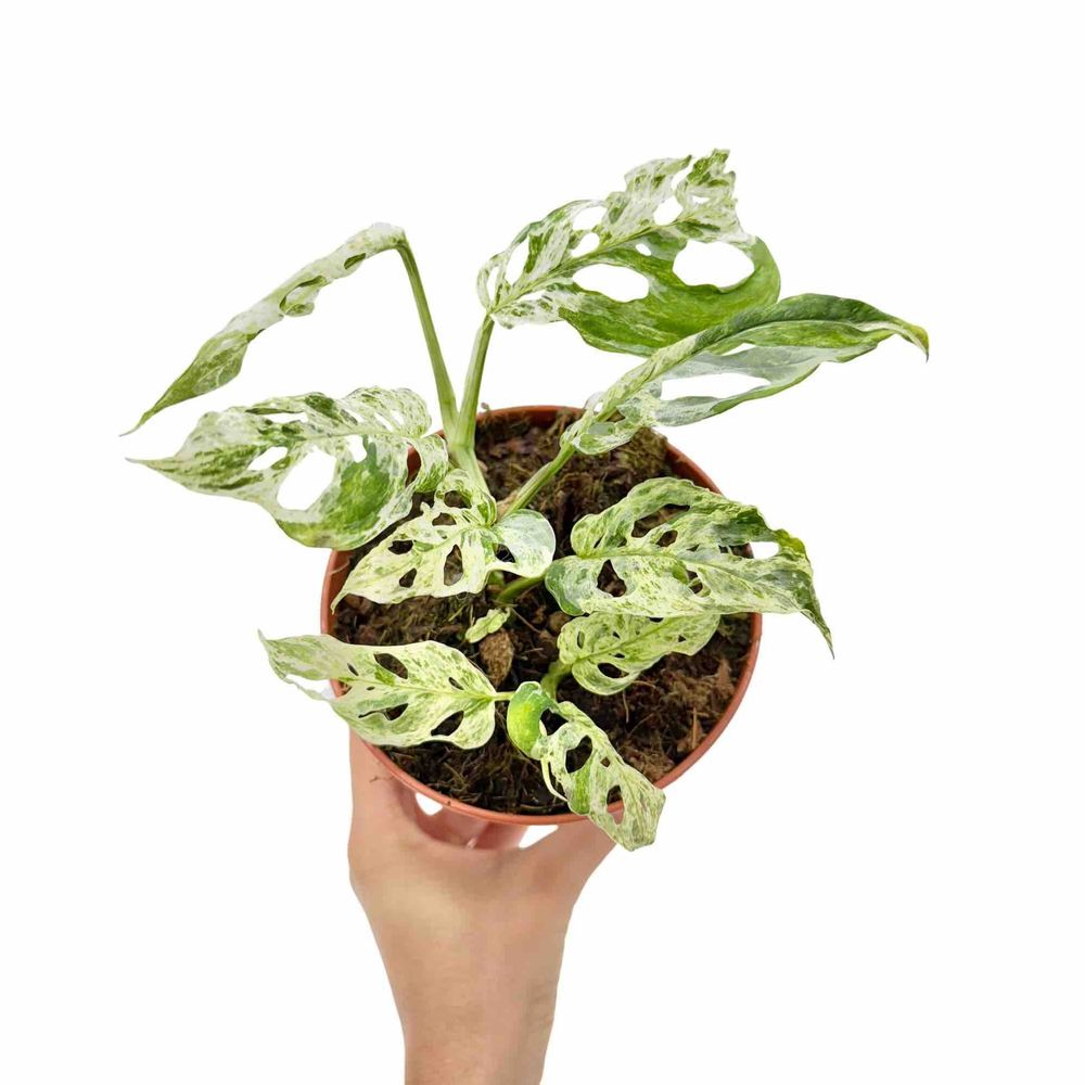 Monstera frozen freckles - pot de 12cm - plantes d'intérieur