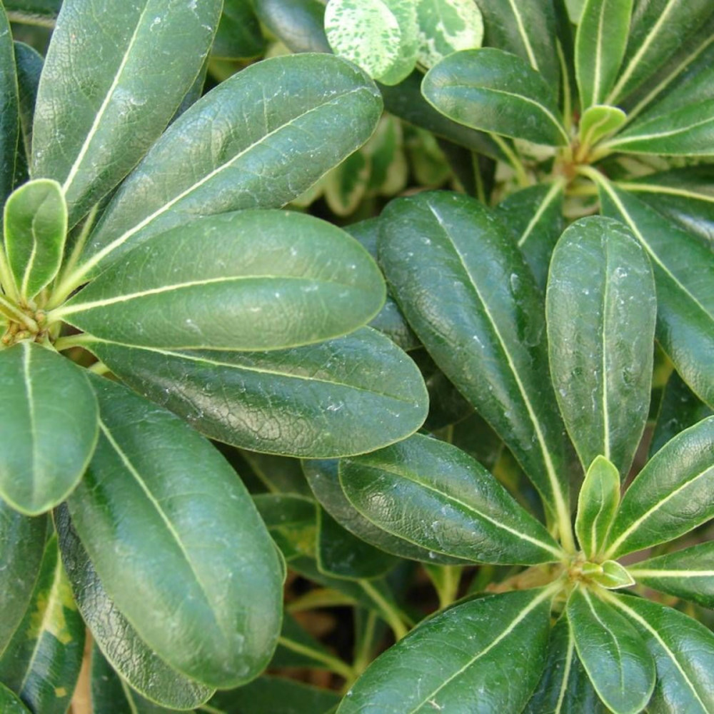 Pittosporum de chine nain, pittospore pot de 3l - 20/40 cm