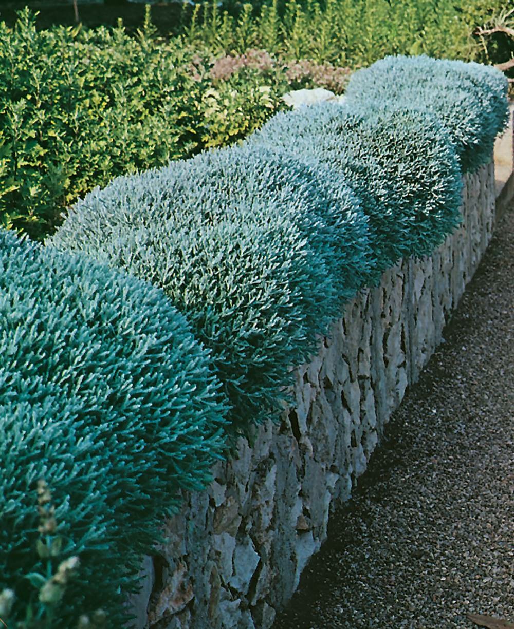 Santoline argentee plante vivace - 3 godets