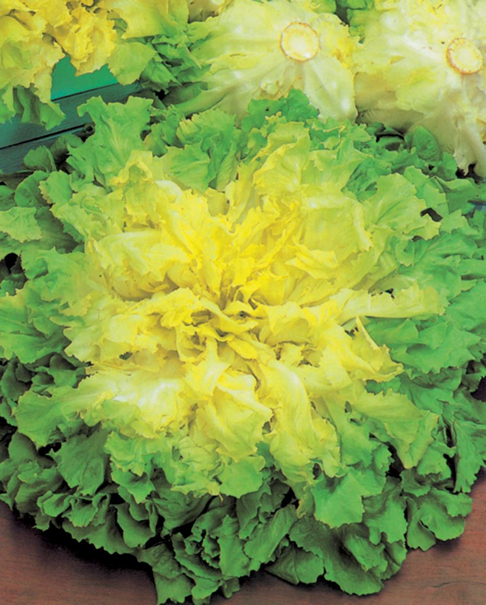 Chicoree scarole ronde a coeur plein - 3 g