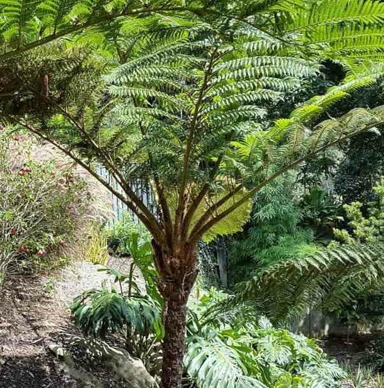 Cyathea cooperi (fougères arborescentes) pot de 2 litres - 30/50 cm