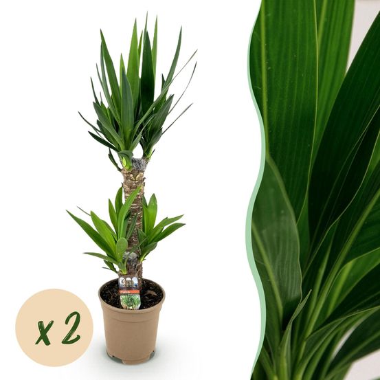 Yucca elephantipes - pot de 17cm - hauteur 75cm - plantes d'intérieur