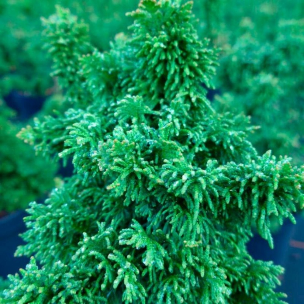 Thuya occidental sagrada - thuja occidentalis sagrada 60 cm pot 5l