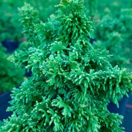 Thuya occidental sagrada - thuja occidentalis sagrada 60 cm pot 5l