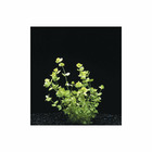 Plante aquatique : Micranthemum Umbrosum en pot
