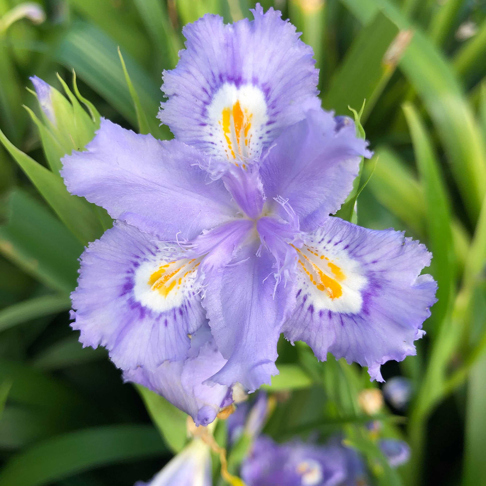Iris bambou 'martyn rix' pot de 3l/4l