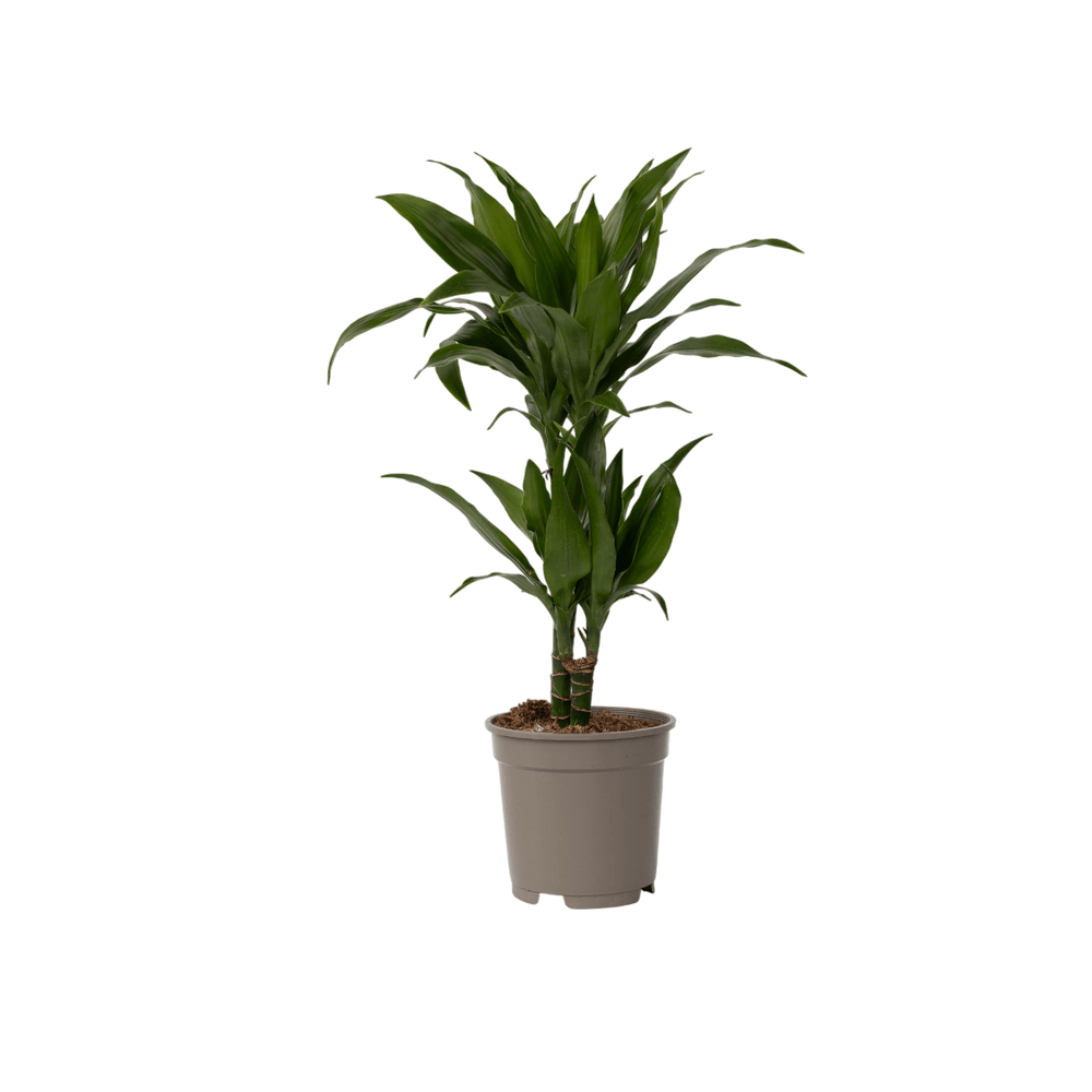 Dragonnier - dracaena deremensis 'janet craig' - hauteur 60-70cm - ⌀17cm