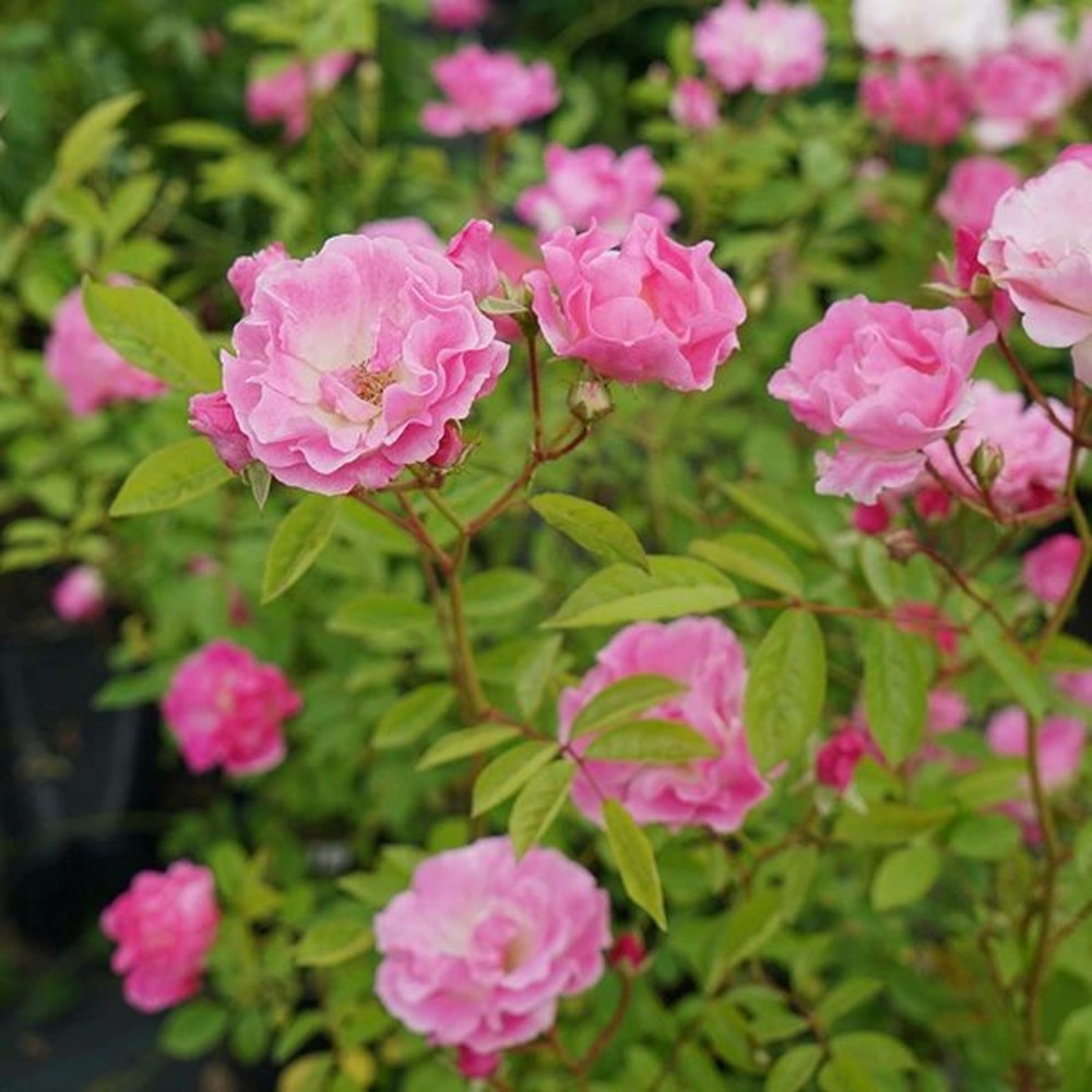 Rosier de banks rosea - rosa banksiae 3l - 60/90cm