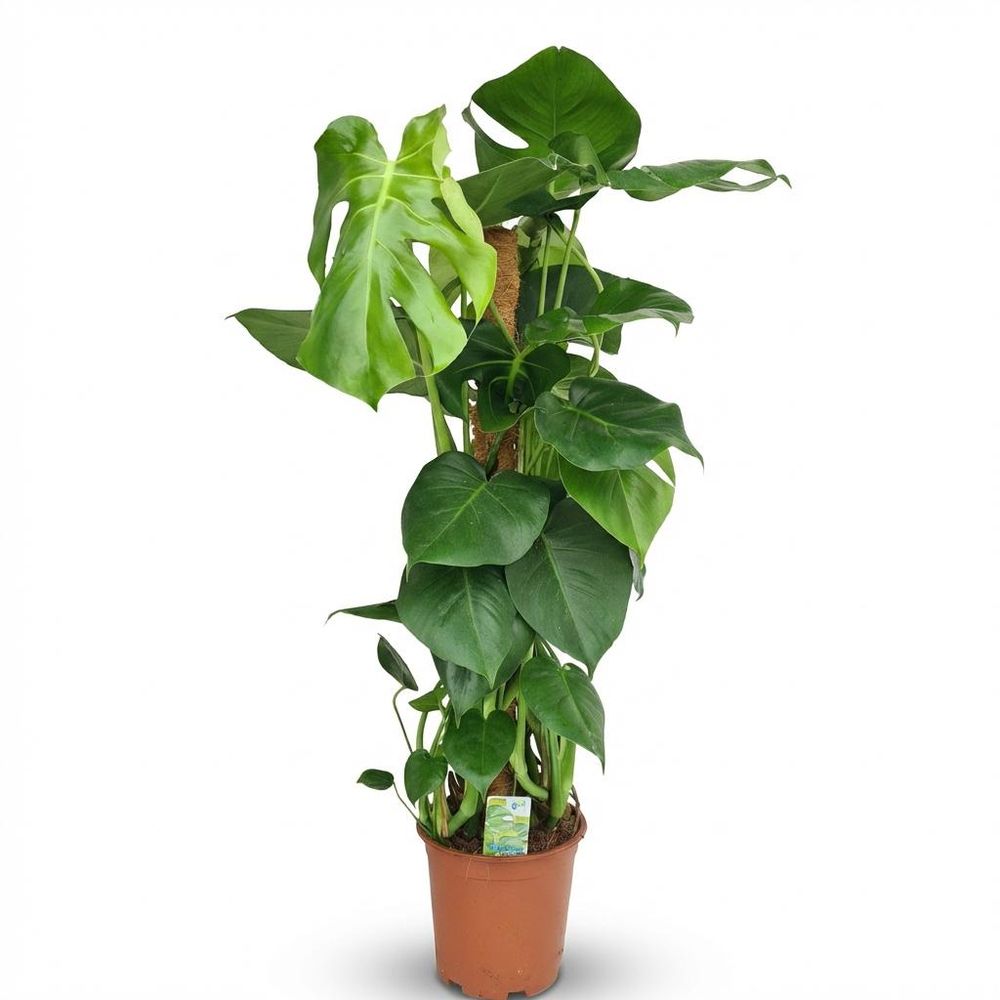 Monstera deliciosa avec tuteur - pot de 19cm - hauteur 90cm - plantes d'intérieur