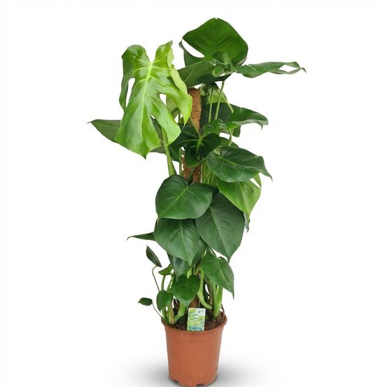 Monstera deliciosa avec tuteur - pot de 19cm - hauteur 90cm - plantes d'intérieur