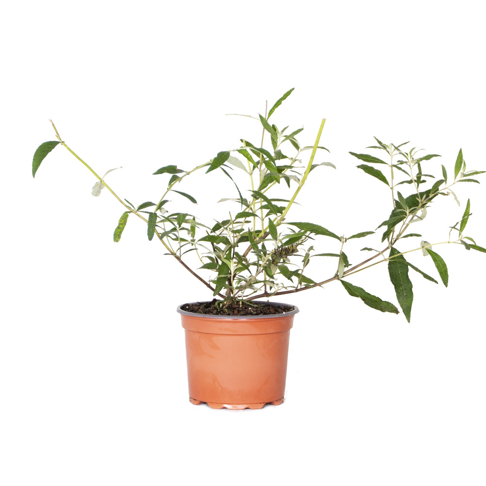 Lot de 3 - buddleja davidii - arbre aux papillons - 20-30 cm de haut - pot 10,5 cm