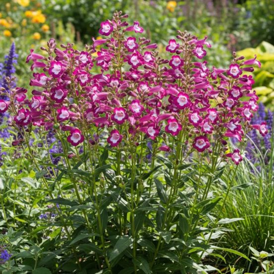 Penstemon gloire des quatre rues lot de 3 godets