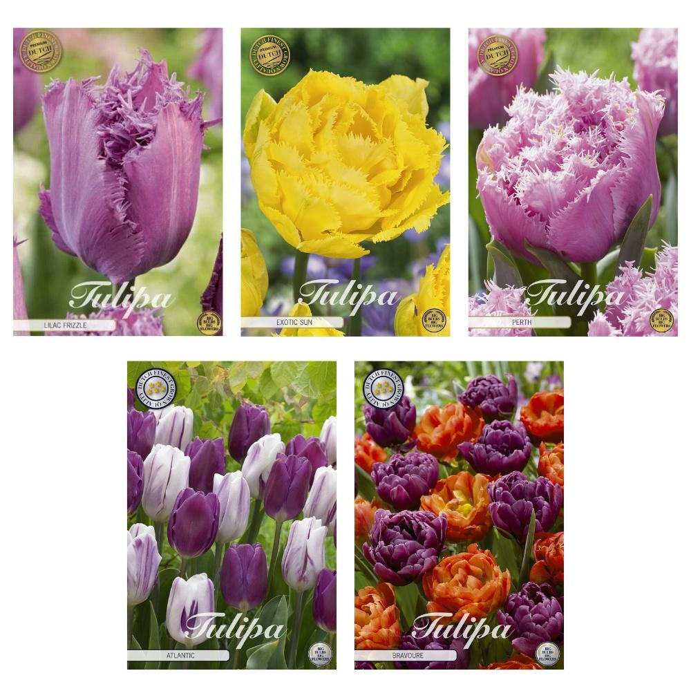 Tulipes - mélange frangé et de jardin - 41 bulbes