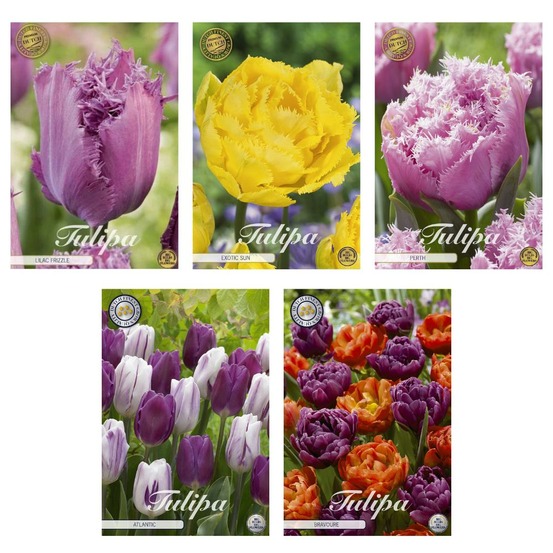 Tulipes - mélange frangé et de jardin - 41 bulbes