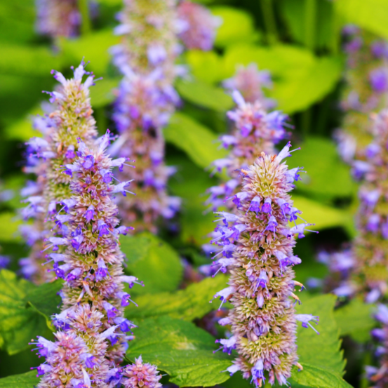 Agastache blue boa - 20/25 cm godet de 9 cm - bleu