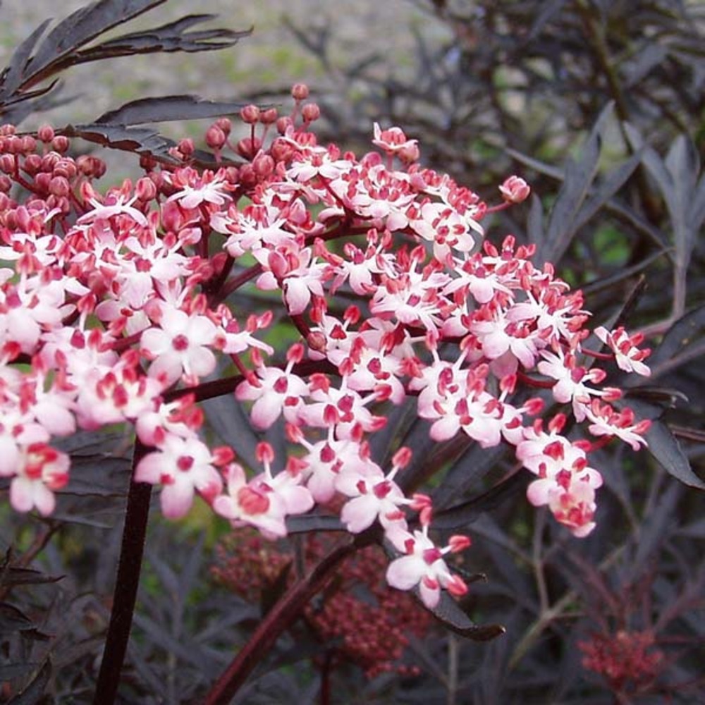 Sureau noir 'black lace'® pot de 12l/15l