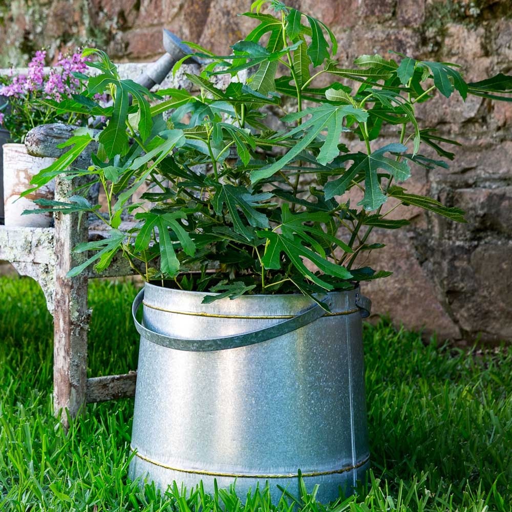 Figuier nain 'figality' pot de 7,5l/10l, buisson