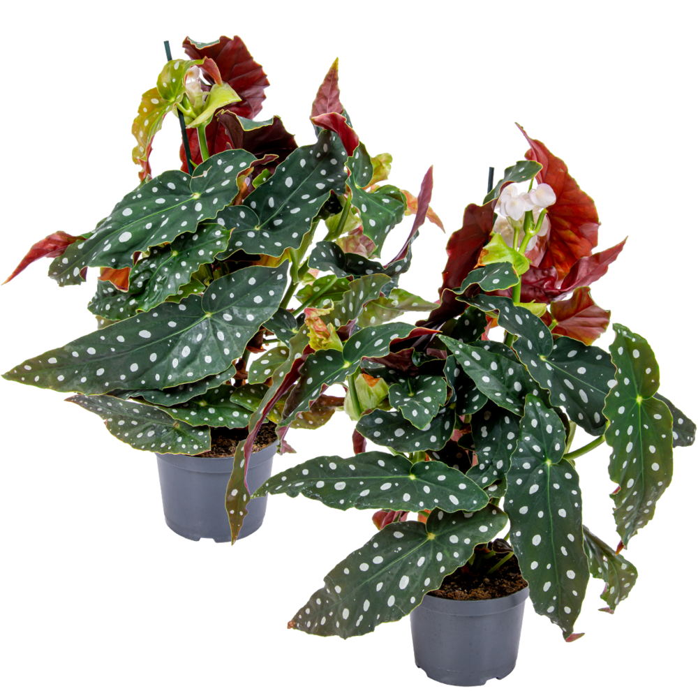 Lot de 2 - begonia maculata - bégonia à pois - plante à pois - 20-30 cm de haut - pot 12 cm