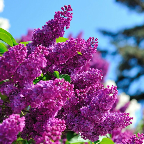 Lilas commun souvenir de louis spaëth, syringa pot de 7,5l - 100/150 cm