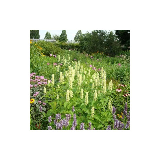 Agastache rugueuse alabaster lot de 5 godets
