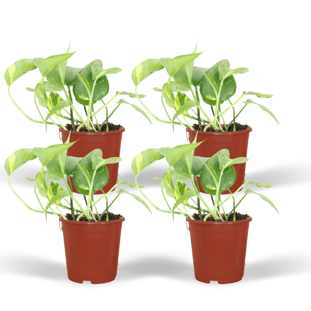 Epipremnum aureum (scindapsus) - 4 pièces - ø12cm - ↕20cm - plantes d'intérieur