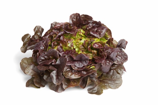 Sachet de graines de laitue à couper salad bowl rouge - sachet de 3 grammes - petite entreprise française