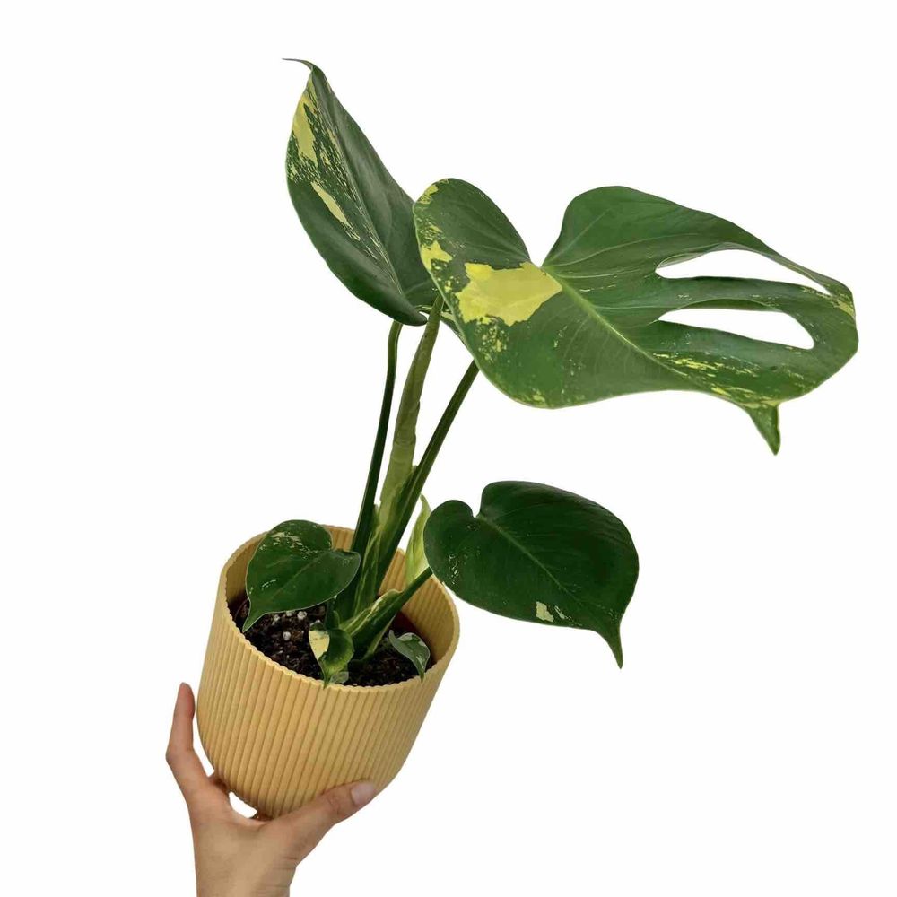 Monstera deliciosa aurea - pot de 17cm