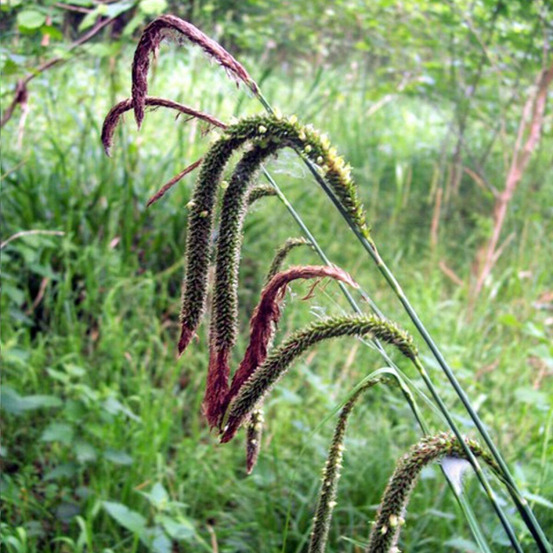 Laîche à épis pendants lot de 9 godets