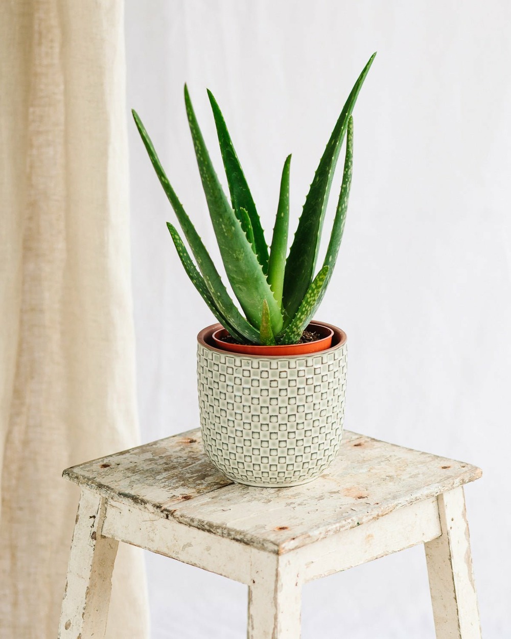 Plante D'intérieur - Aloe Vera Barbadensis 35.0cm | Truffaut