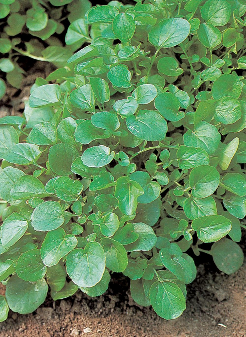 Cresson de fontaine ameliore - 1.5 g